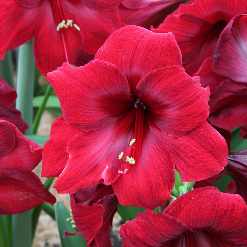 Amaryllis Red Pearl
