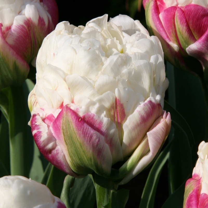 Tulpe Ice Cream