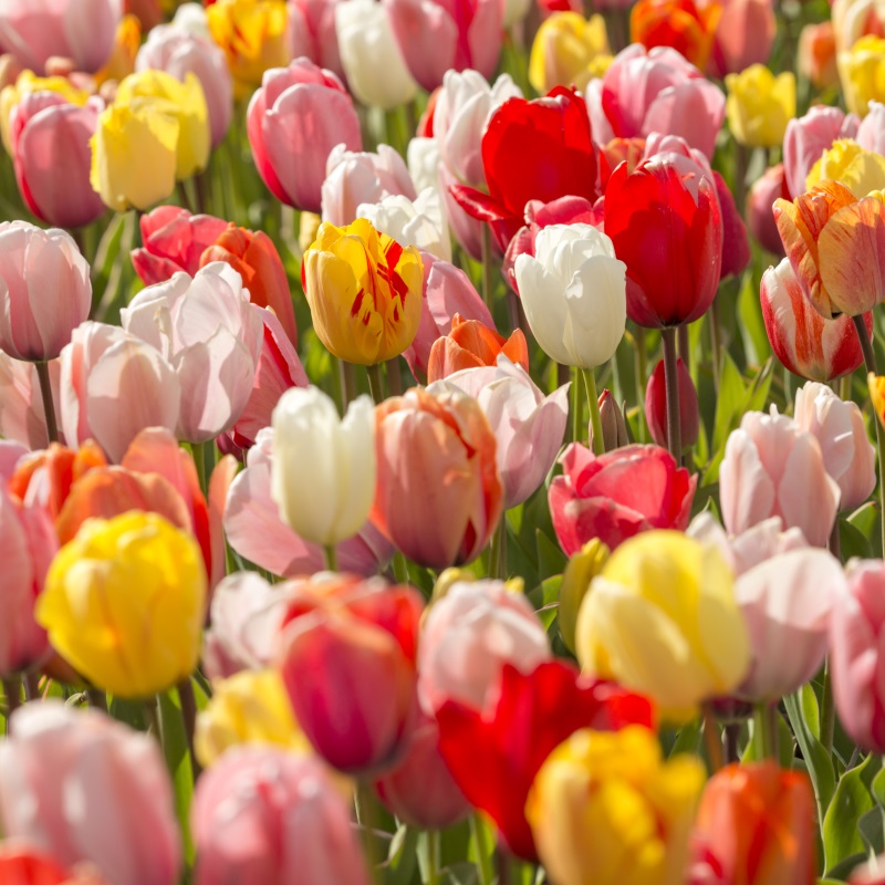 Tulpe Darwin Hybrid Mischung