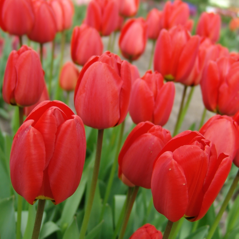 Tulpe Parade