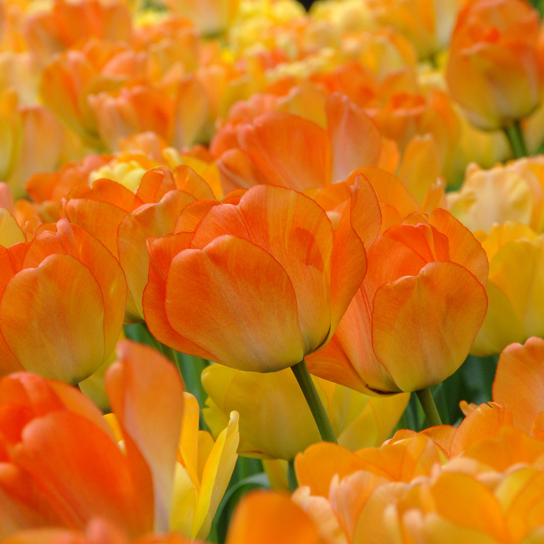 Tulpe Daydream