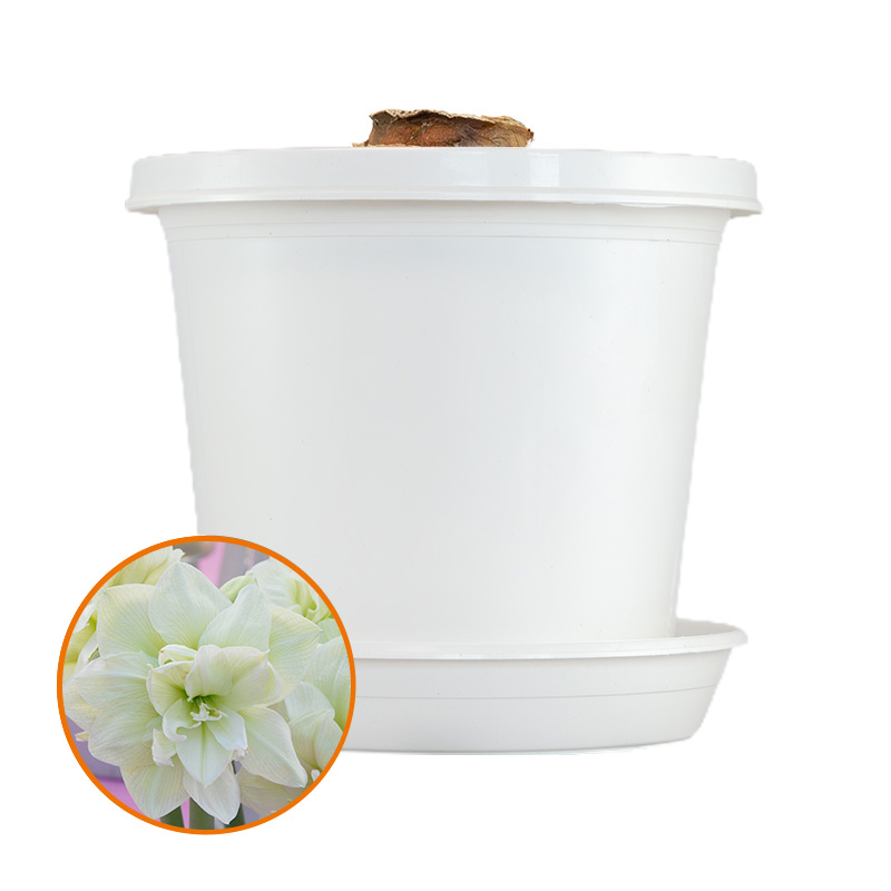 Amaryllis Marilyn® im Zuchttopf in Geschenkverpackung