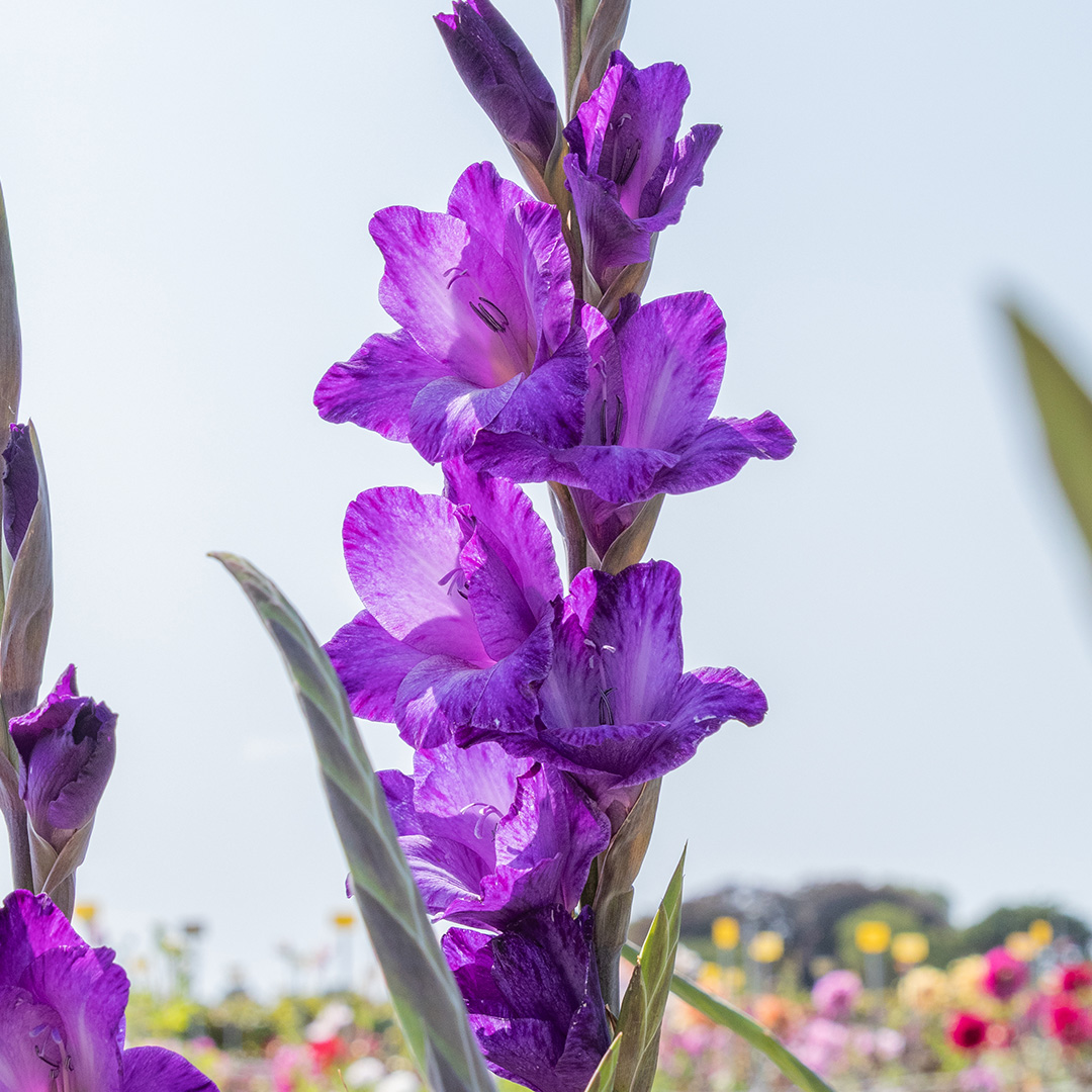 Gladiole Performer