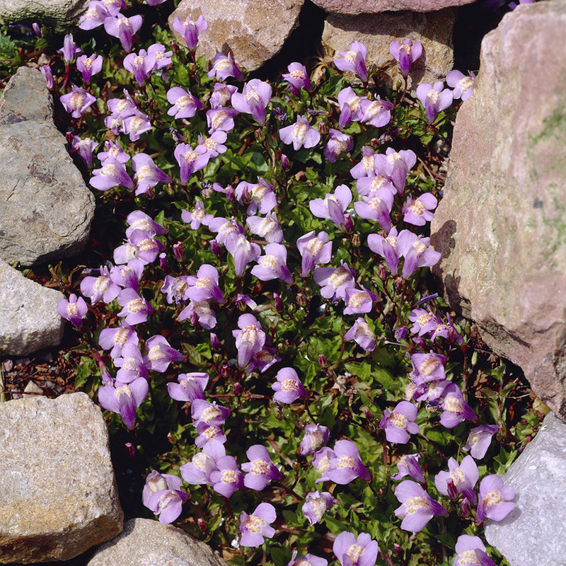 Lippenmäulchen Mazus reptans 6101100