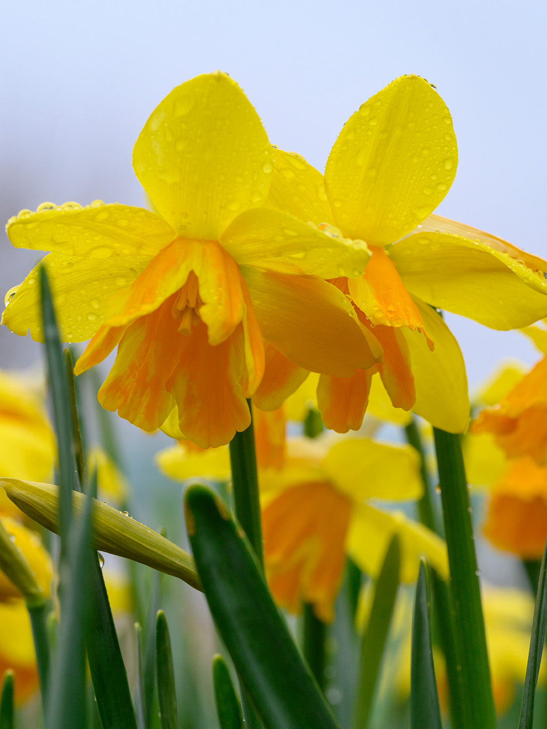 Narcissus-Rataplan-02