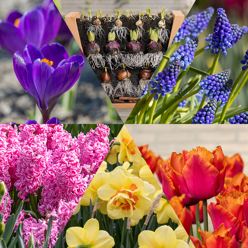 Blumenzwiebelpaket "Lasagna"