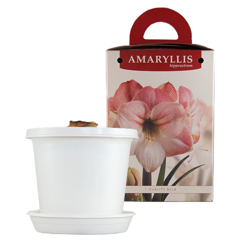 Amaryllis Apple Blossom  im Zuchttopf in Geschenkbox