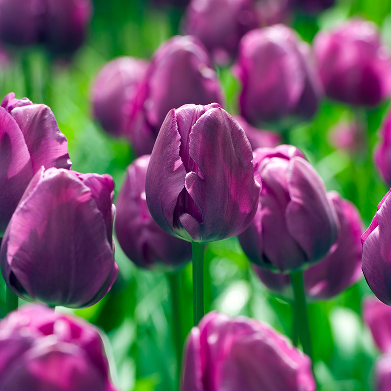 Tulpe Negrita