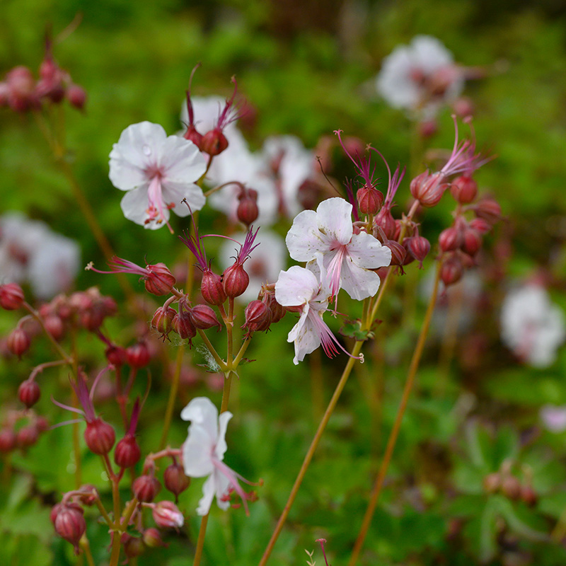 Storchschnabel (Geranium cant.) 'Biokovo'