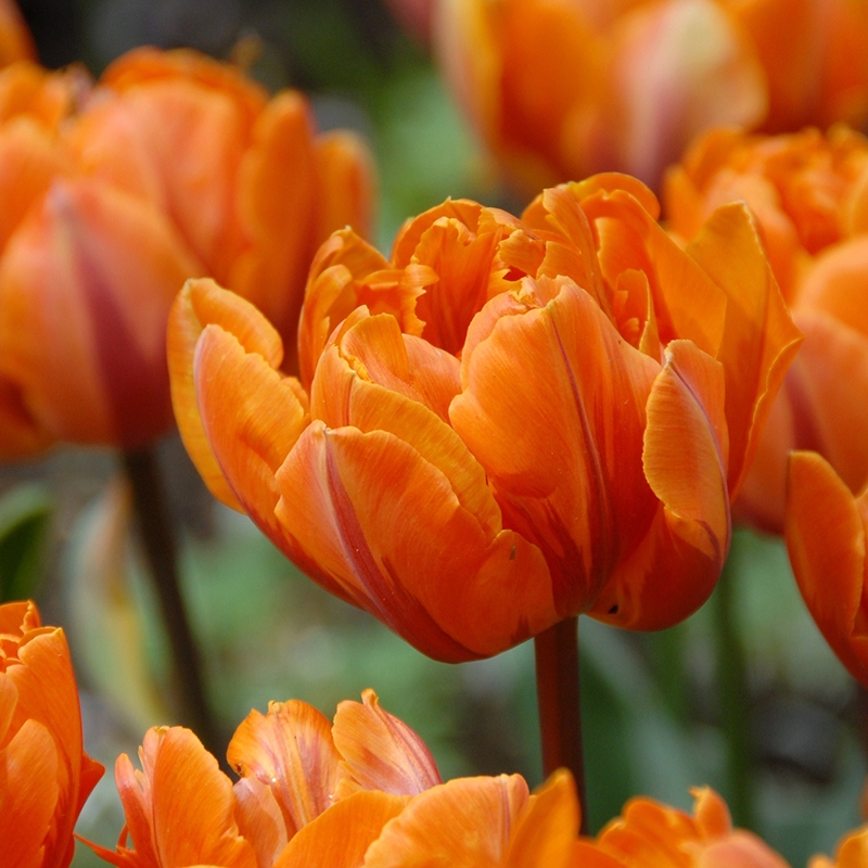 Tulpe Orange Princess