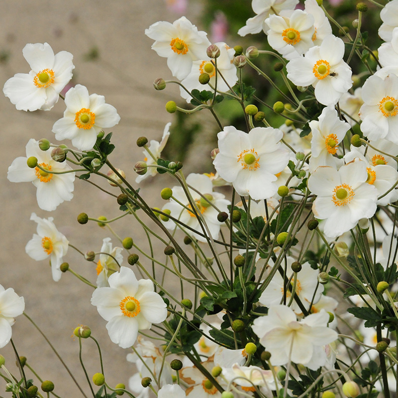 Anemone hybr. 'Hon. Jobert' 