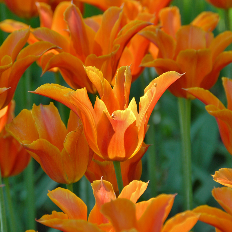Tulpe Ballerina