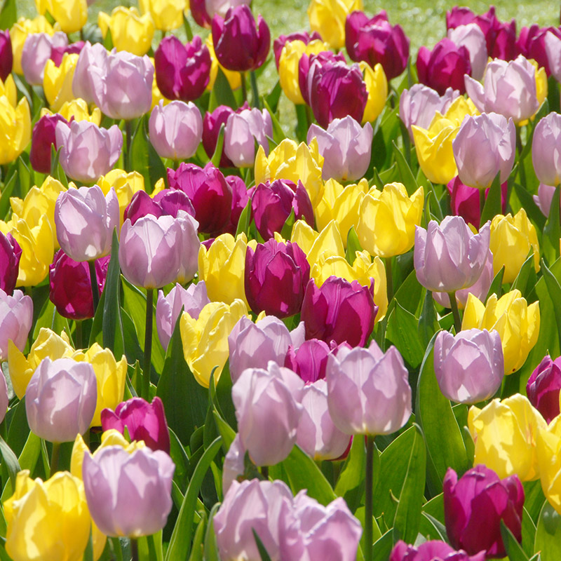 1210-World-of-Colours Prince Tulpenmischung "Prince of Love"