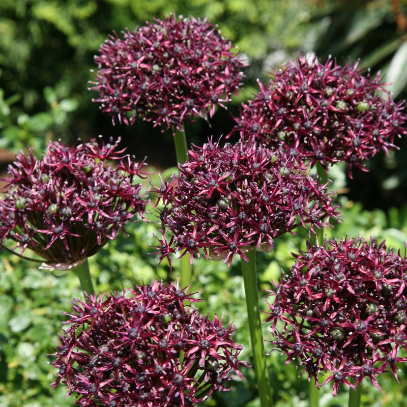 5010 Allium atropurpureum