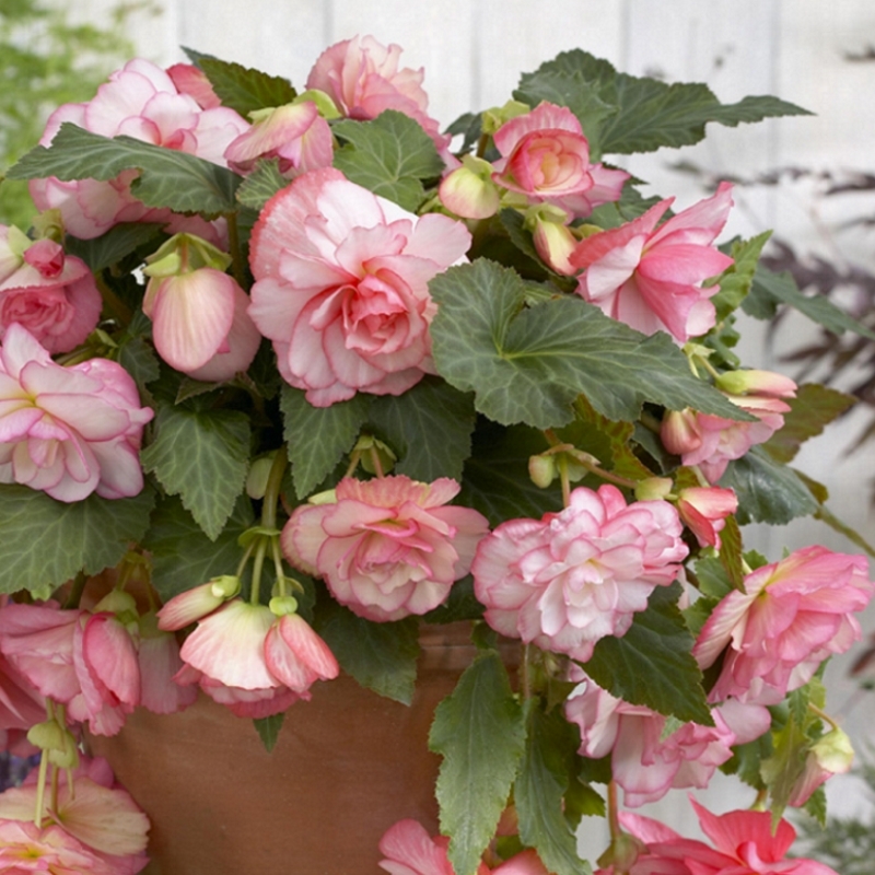 Hängebegonie Rosa