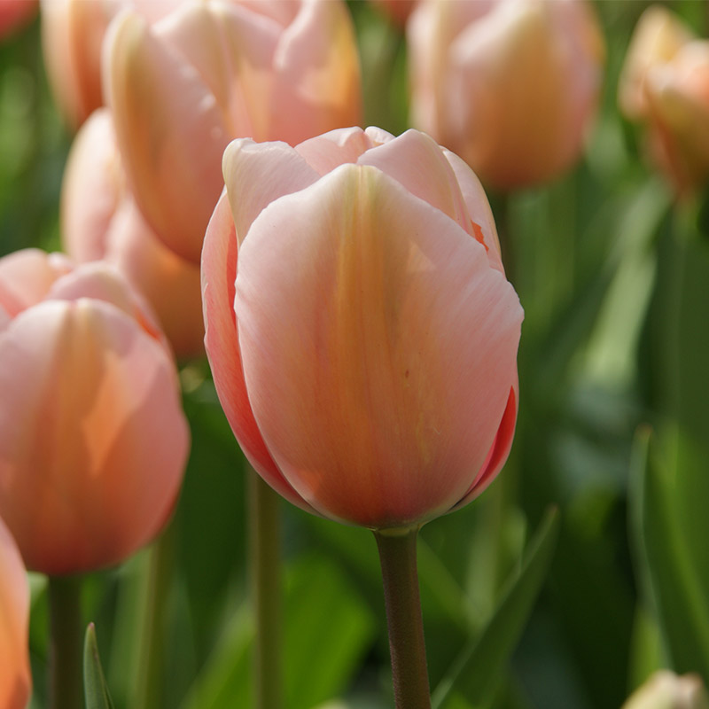 Tulpe Salmon Impression®