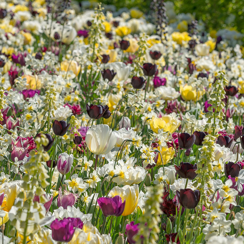 Blumenzwiebelmischung "Everlasting Spring"