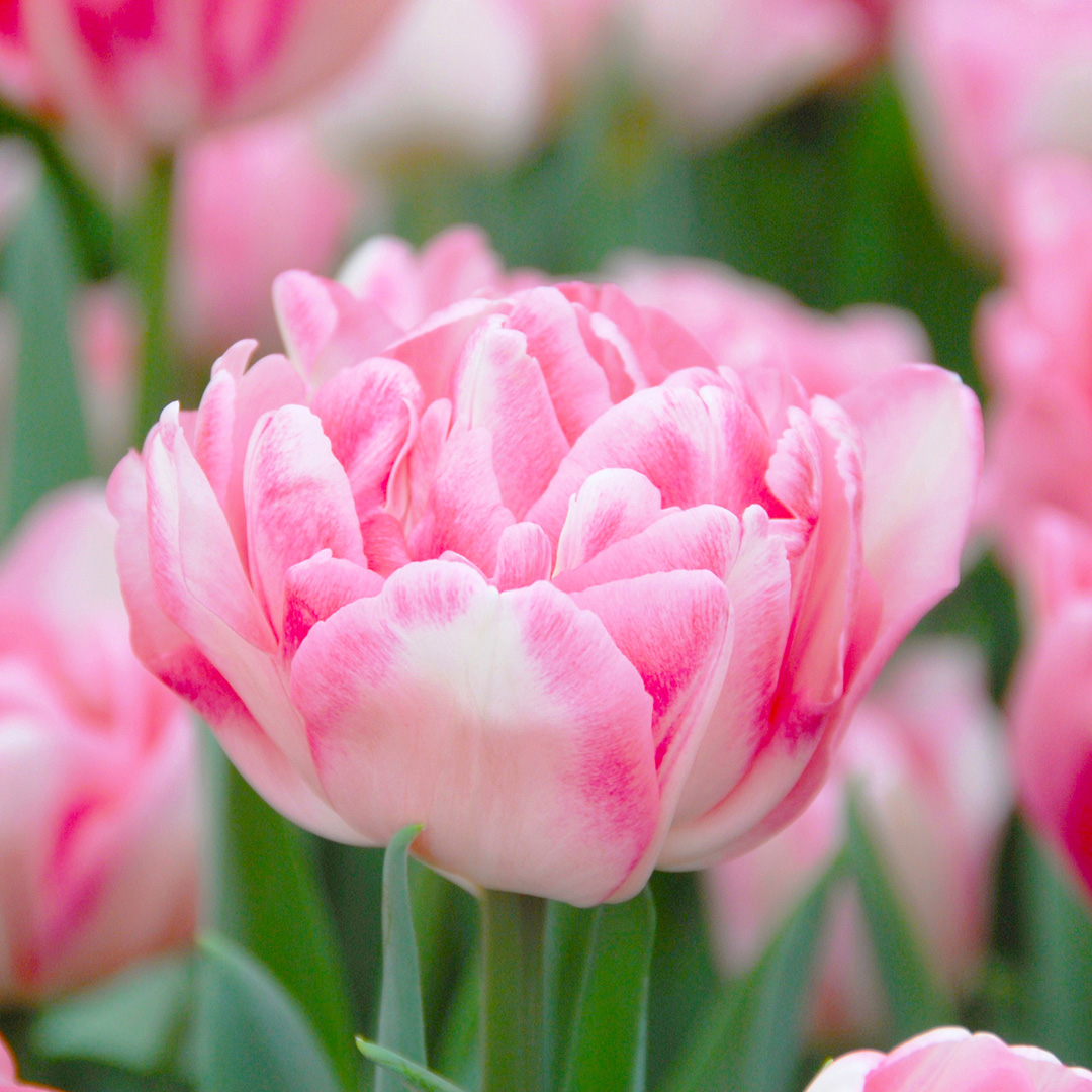Tulpe Foxtrot
