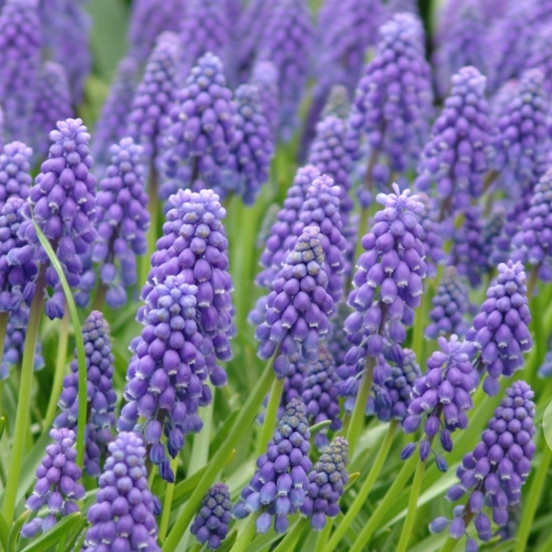  Großpackung Muscari Armeniacum
