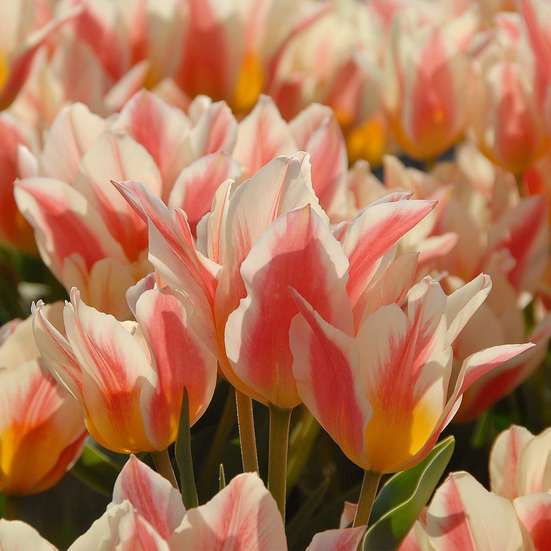 Tulpe Quebec