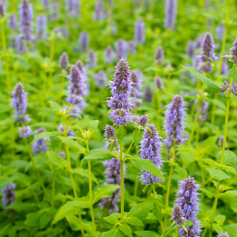 6101120-Agastache-Blue-Fortune-02