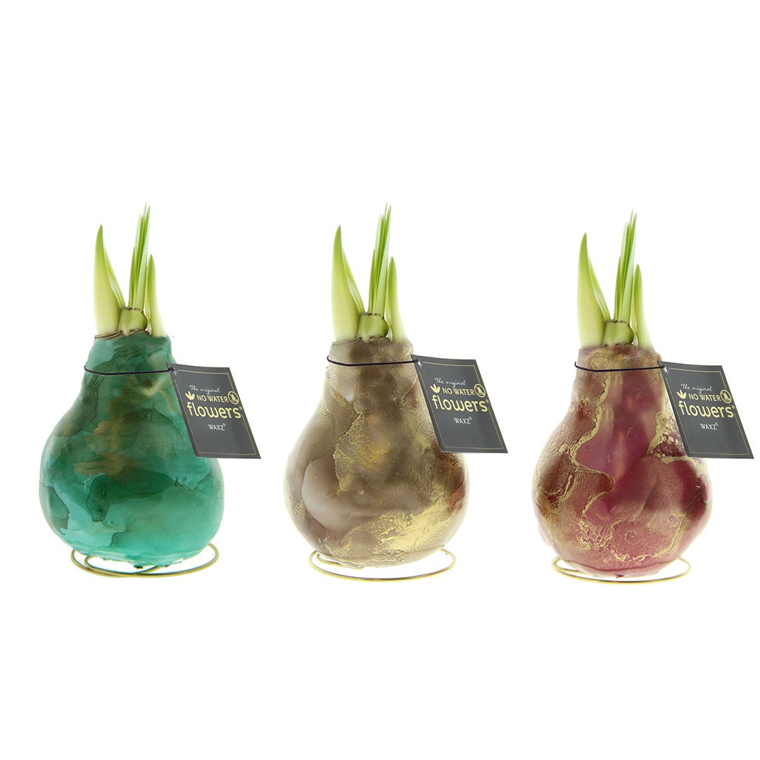 Amaryllis in Wachs Univerz Mix