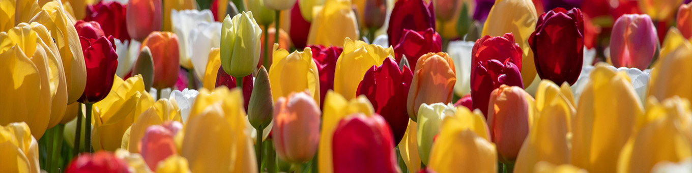 Alles über Tulpen!