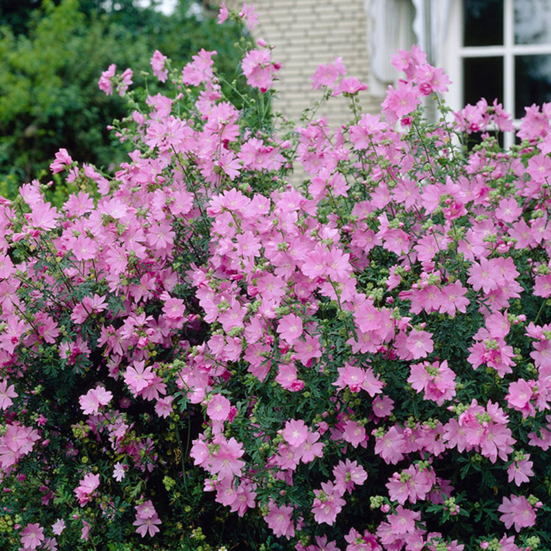 Moschusmalve (Malva moschata)