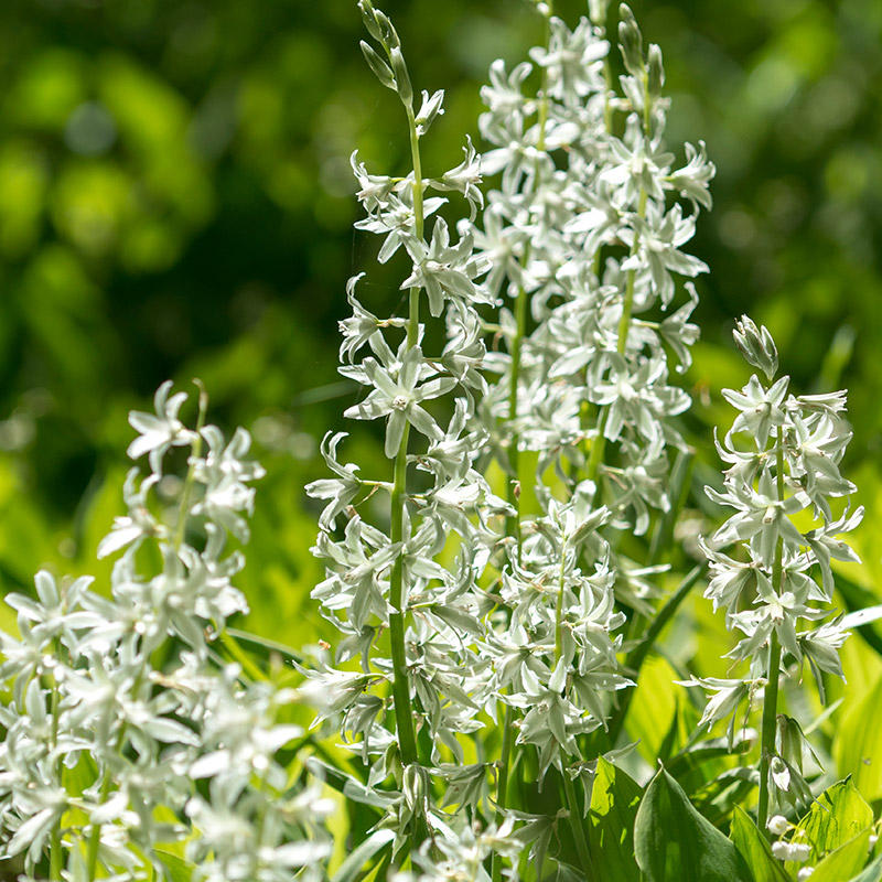 Ornithogalum nutans