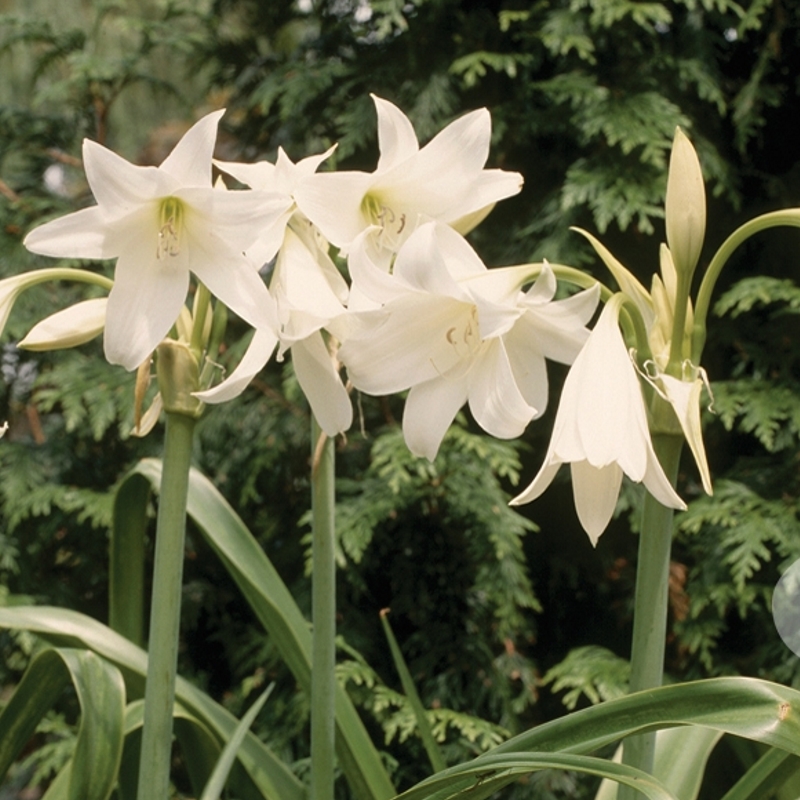 crinum_powellii_album