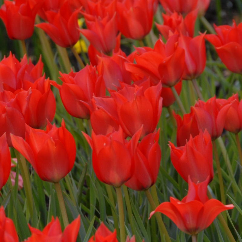 Tulpe Linifolia