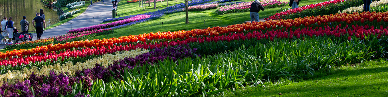 Keukenhof 2024 - Planen Sie Ihren Besuch!
