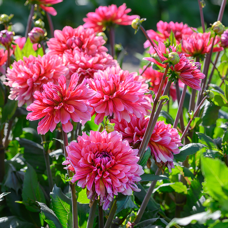 10057-Dahlia-Missis-Dutch-02
