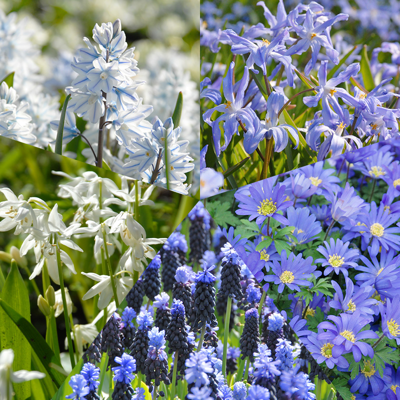 Blumenzwiebel Paket Delfter Blau, à 250