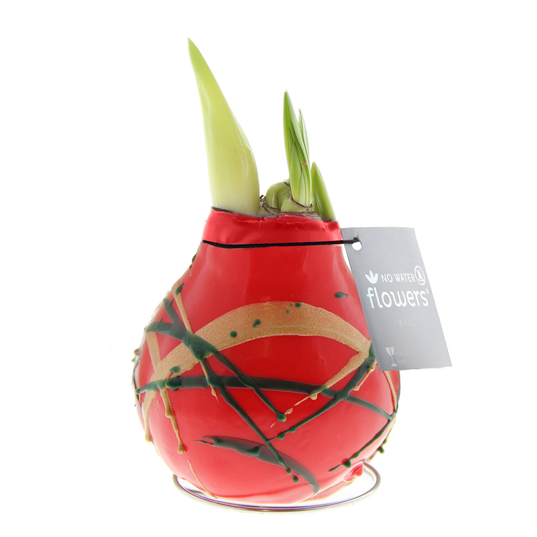 Amaryllis in Wachs Art Munch Rot