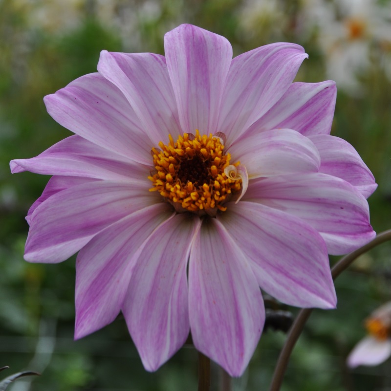 Dahlia-Bischop-of-Leicester Dahlie Bishop of Leicester