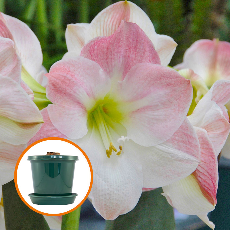 Amaryllis Apple Blossom  im Zuchttopf in Geschenkbox