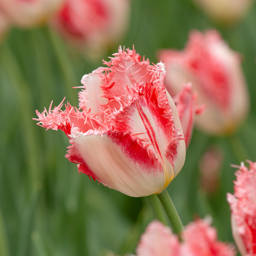 Tulpe Sweet Simone