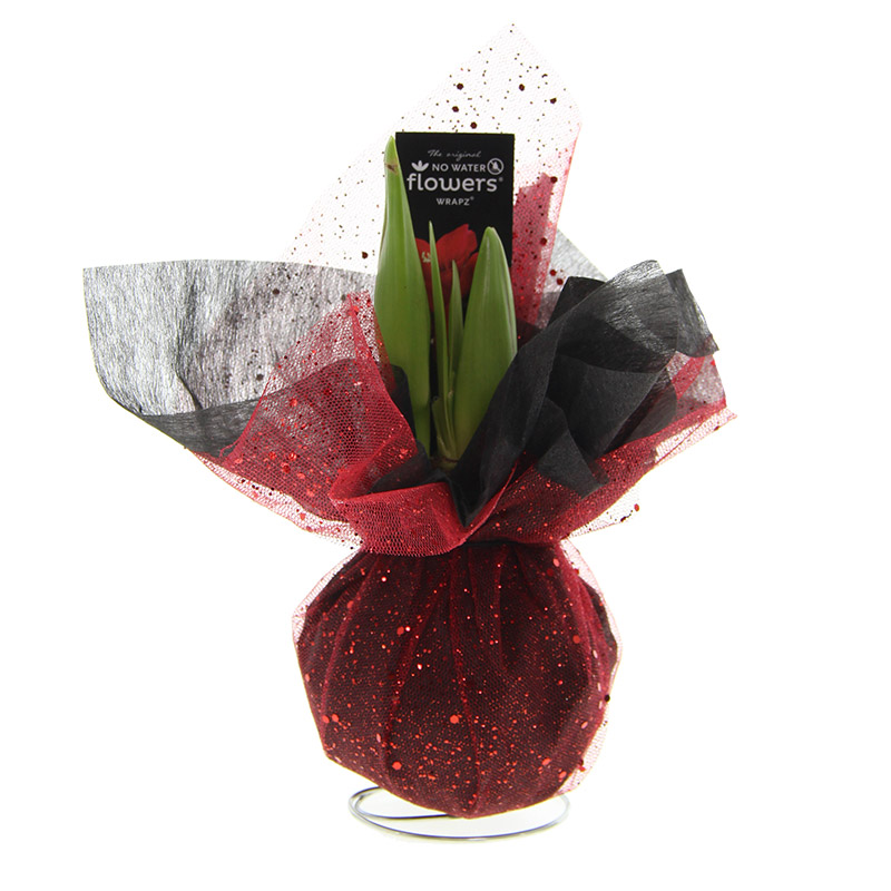 9000056-Wax-Amaryllis-Amas-Wrapz-Rood