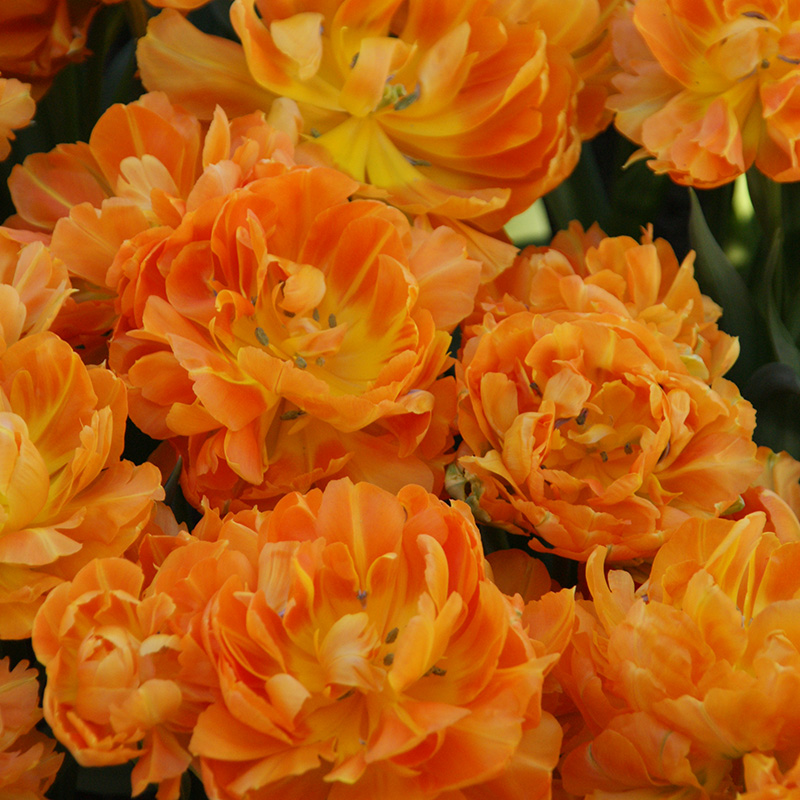 2421-Tulipa-Orca-02