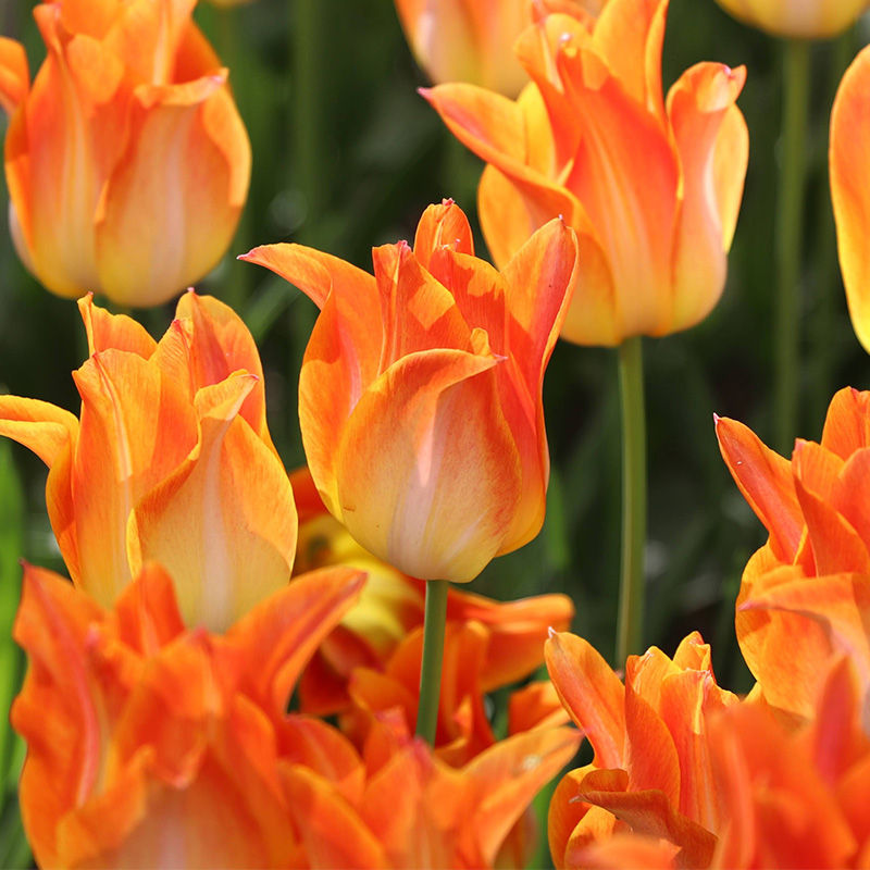 Tulpe Moonblush
