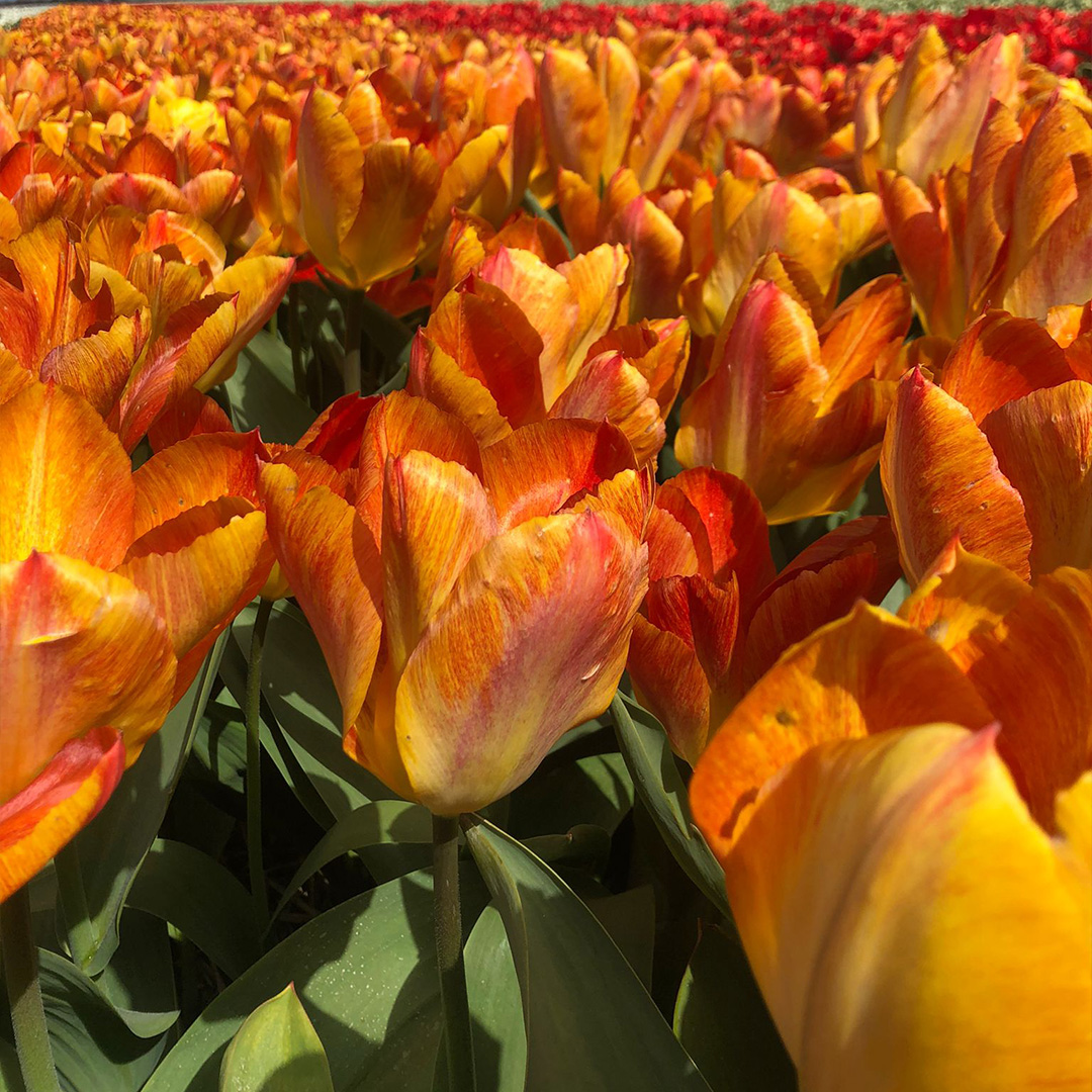 Tulpe Flaming Sunrise