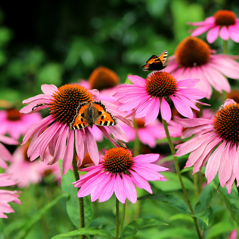 Purpur-Sonnenhut (Echinacea purp.) 'Magnus'