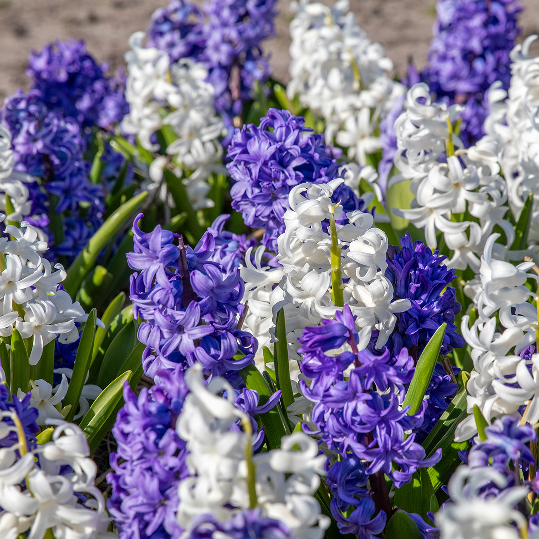 Hyazinthen Blue & White Mix