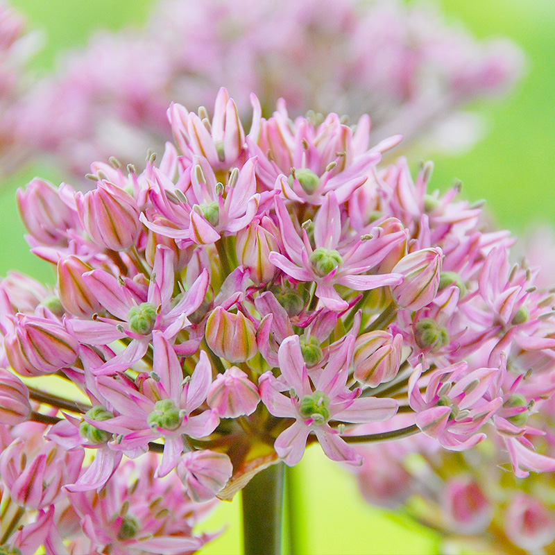 5075-Allium-Pink-Jewel