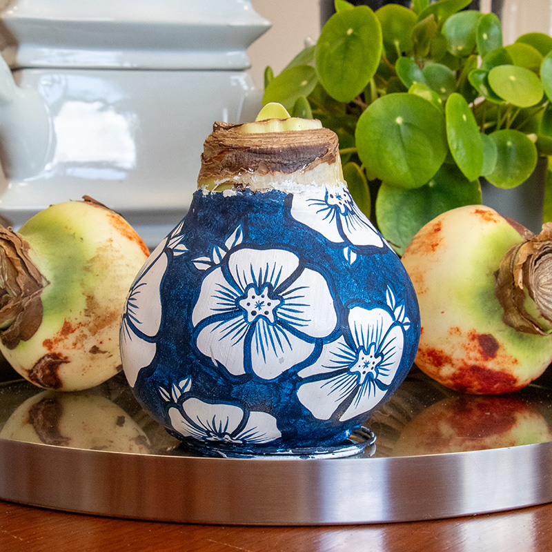 Amaryllis in Wachs XXL Delfter Blau Floral Blossom