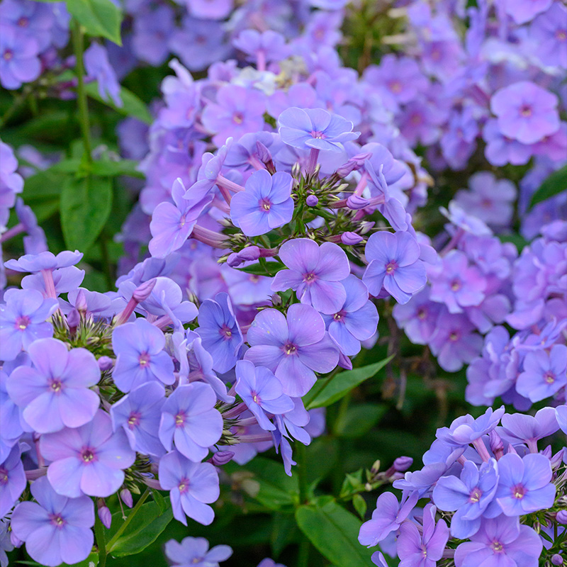 Flammenblume (Phlox) 'Sweet Summer Ocean'