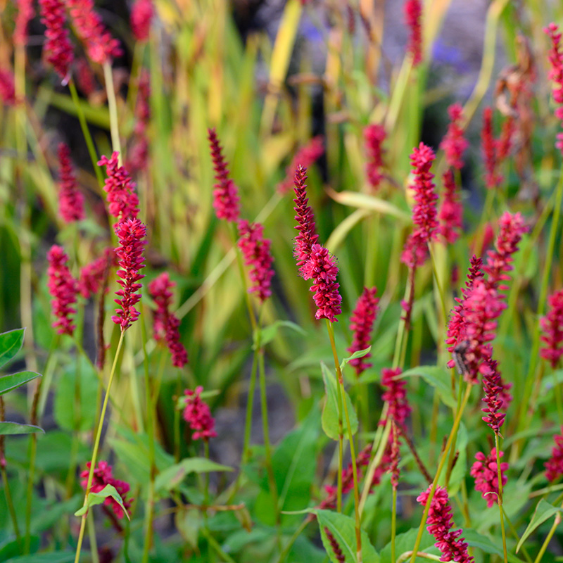 Kerzen-Knöterich (Persicaria) amplexicaulis