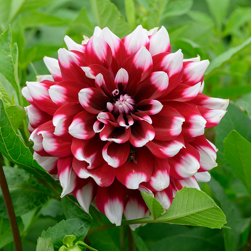 10050-Dahlia-Duet