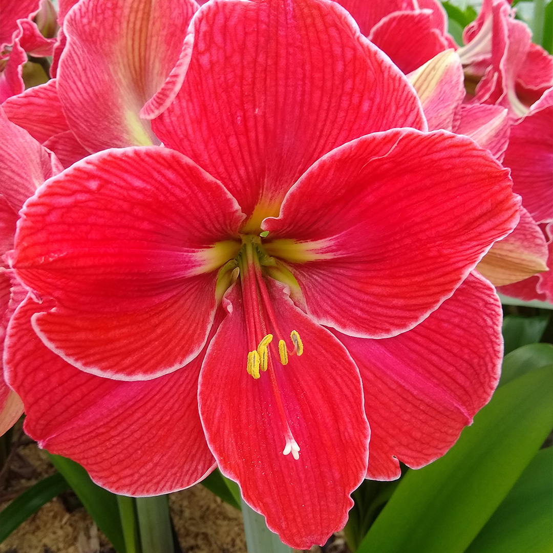 Amaryllis Magical Touch®